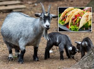 Zoo Director Allegedly Killed 4 Rare Pygmy Goats and Turned Them Into Tacos for Party