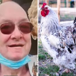 Rooster Kills Man By Clawing His Leg, Has History of Attacking People
