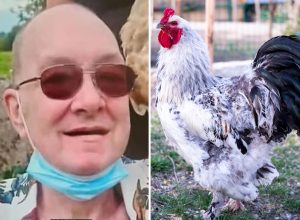 Rooster Kills Man By Clawing His Leg, Has History of Attacking People