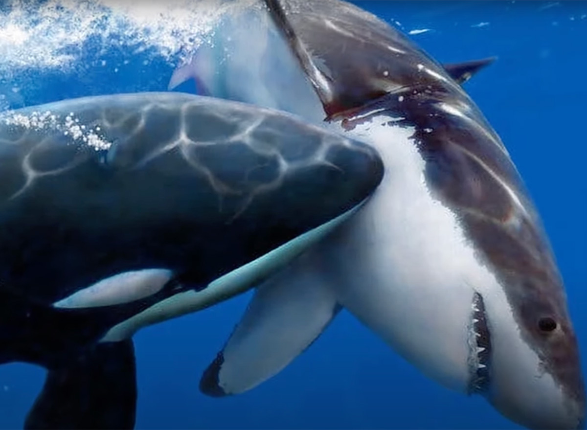 10 Terrifying New Things Orcas Are Learning to Do
