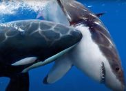 10 Terrifying Things Orcas Are Learning to Do