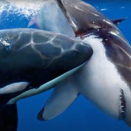 10 Terrifying Things Orcas Are Learning to Do