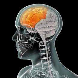 What Happens to the Brain After Death?