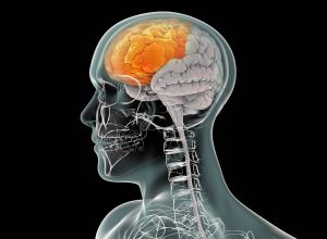 What Happens to the Brain After Death?
