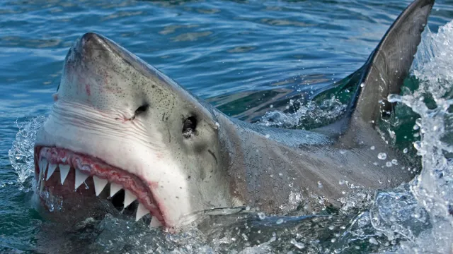 Great,White,Shark,,Carcharodon,Carcharias