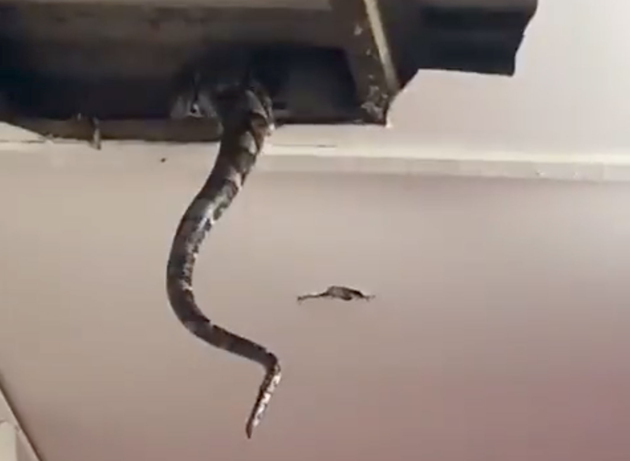 Wild Moment Enormous Snakes Fall Through Home’s Ceiling