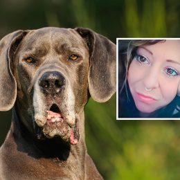 Mother Mauled to Death by Great Danes