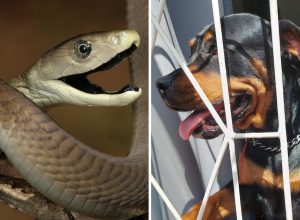 Hero Dog Saves Its Owner From Snake