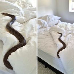 Huge Snake Found Sleeping in Bed