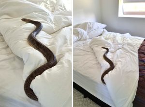 Huge Snake Found Sleeping in Bed