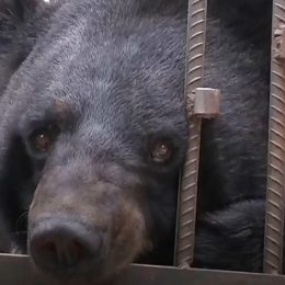 A Family Raises a Pet Dog, But After 2 Years, Shockingly Discovers it’s an Endangered Bear