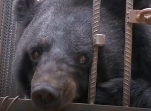 A Family Raises a Pet Dog, But After 2 Years, Shockingly Discovers it’s an Endangered Bear