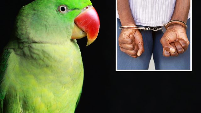Green_parrot_murder