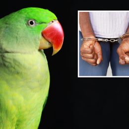Talking Parrot's Testimony Condemns Killers