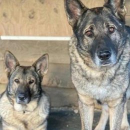 Hunter Killed and Skinned Family's Pet Dogs