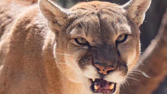 Mountain_lion_growl