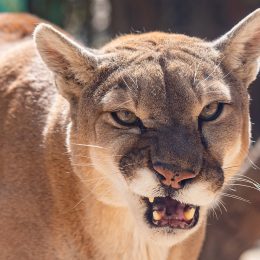 Cougar Attacks 8-Year-Old Camper