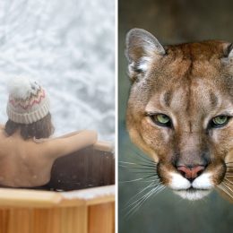 Mountain Lion Pounces on Unsuspecting Couple