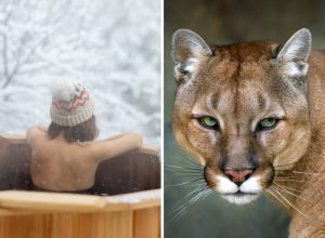 Mountain Lion Pounces on Unsuspecting Couple