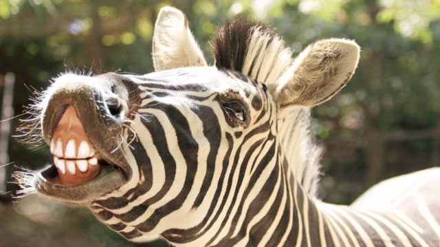 Close,Up,Of,The,Smiling,Zebra