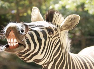 Man Attacked by Raging Zebra in Ohio
