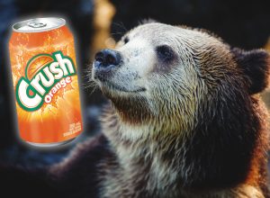 "Soda Bear" Binges on 69 Cans