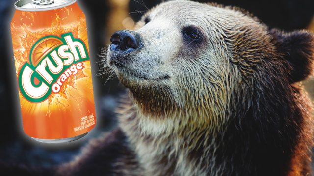 Orange_Crush_soda_black_Bear