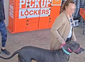 Giant Dog Mauls Home Depot Customer’s Face, Resulting in Surgery