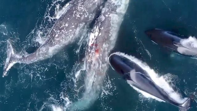 Killer_whale_orca_attack_gray_whales3