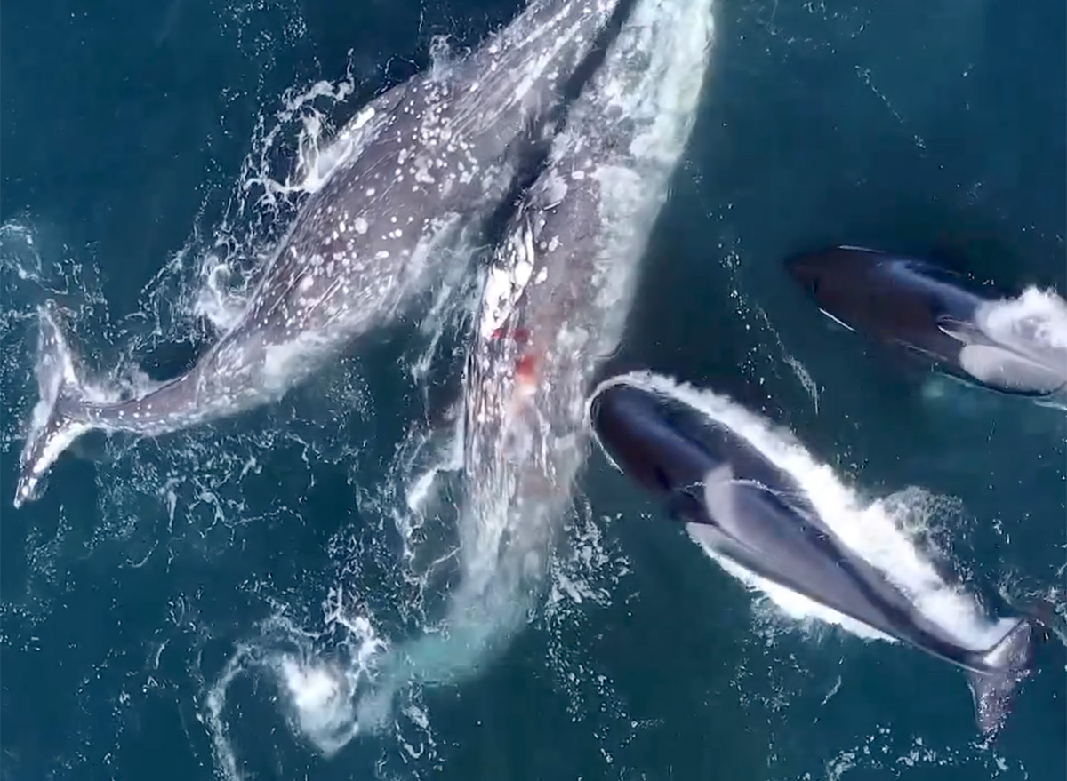 30 Orcas Attack 2 Gray Whales in 5 Hour Battle off California Coast