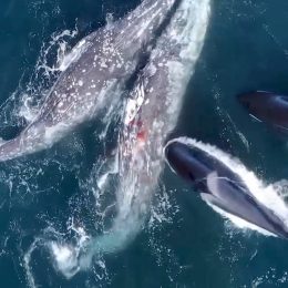 30 Orcas Attack 2 Gray Whales