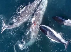 30 Orcas Attack 2 Gray Whales