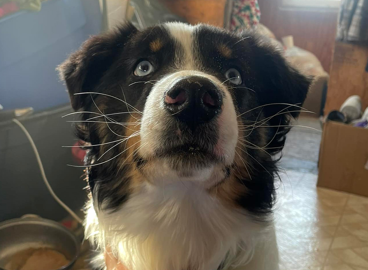 Missing Dog Travels 150 Miles