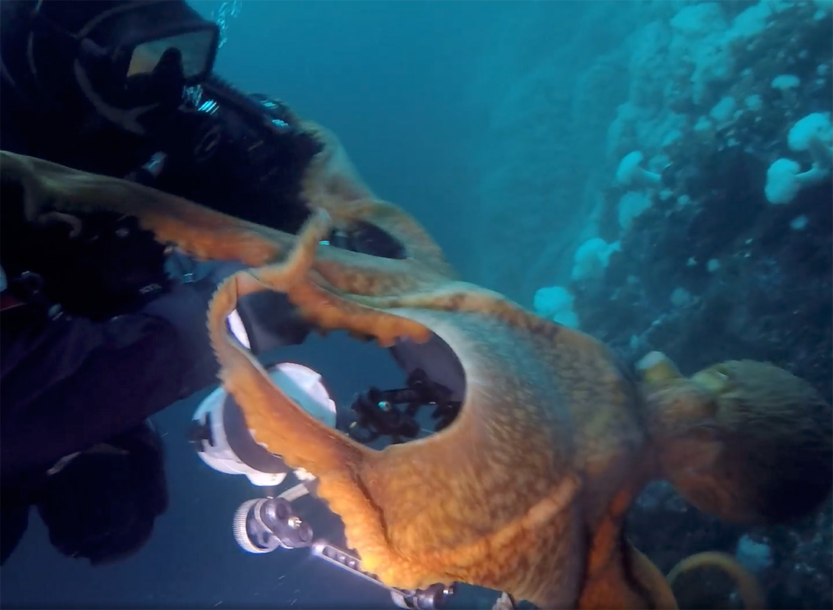 Giant Octopus Nearly Chokes Diver
