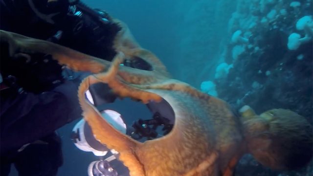 Octopus_and_diver_underwater_photographer1