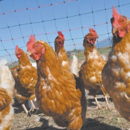 Man Imprisoned for Scaring 1,100 Chickens