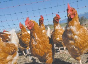 Man Imprisoned for Scaring 1,100 Chickens