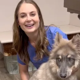 Enormous Wolf-Dog Hybrid Puppy Cheers People