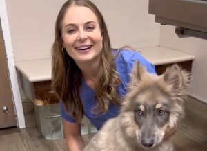 Enormous Wolf-Dog Hybrid Puppy Cheers People