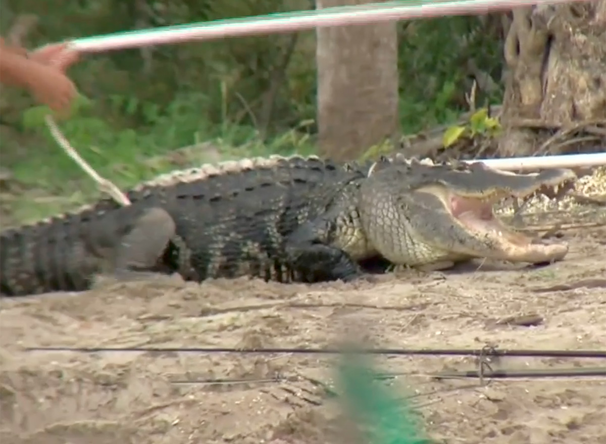 Brutal Alligator Attack Behind Bar Leaves Man with Severe Injuries
