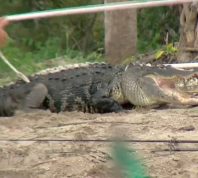 Alligator Attack Leaves Man with Injuries