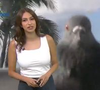 Meteorologist Startled by Pigeon