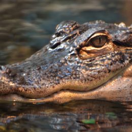 Cop's Encounter With Alligator Was Prank