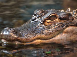 Cop's Encounter With Alligator Was Prank