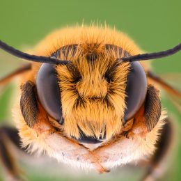 Hero Mom Stung 75 Times by Bees
