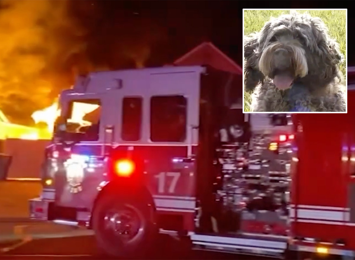 Dog Saves Owner and Neighborhood From Fire