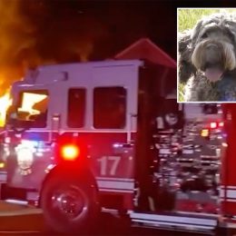 Dog Saves Owner and Neighborhood From Fire