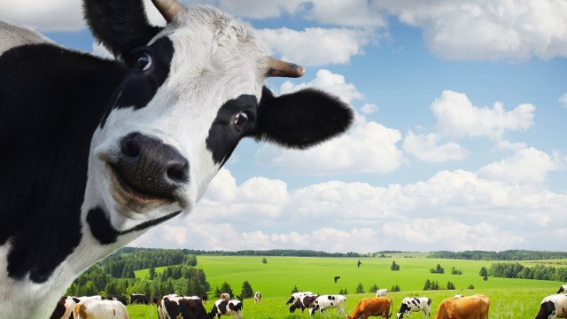 Cow_cows_in_field_pasture_farm_animal_beef_milk