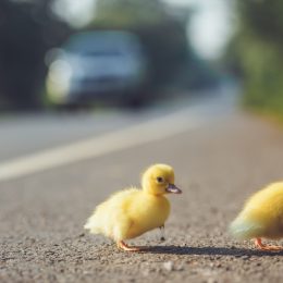 Man Fatally Hit by Car Helping Ducks Cross
