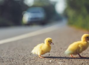 Man Fatally Hit by Car Helping Ducks Cross